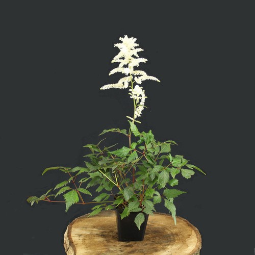 Astilbe japonica deutschland - astilbe, 'deutschland'