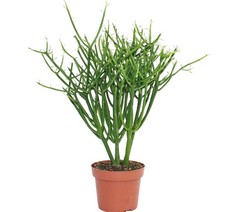Euphorbia tirucalli -