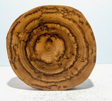 Baumscheibe,Holzdeko,Holzschei