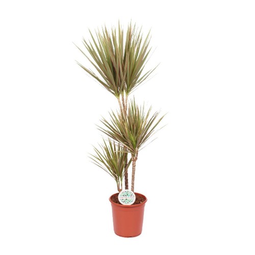 Dracaena bicolor ø24cm - -,