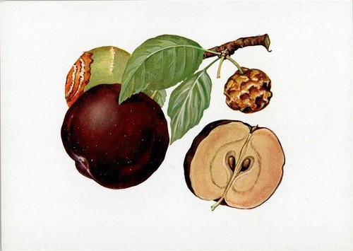 10141537 fruchtfaeule des - -,