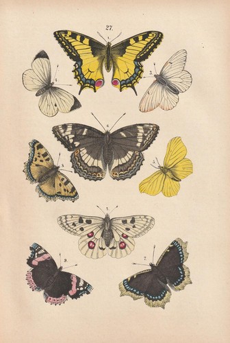 Schmetterlinge
