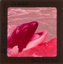 Shamu Seaworld Diascan 70er Jahre