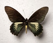 Battus laodamas Male Columbien Schmetterlinge Entomologie