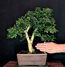 BONSAI CHINESISCHER LIGUSTER
