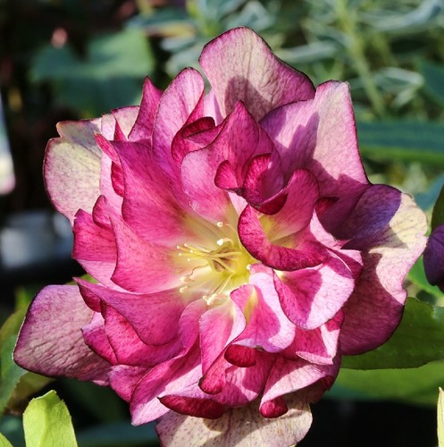 Christrose lenzrose double - lenzrose,