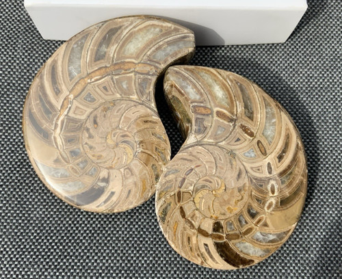 Poliertes nautilus paar - poliertes,
