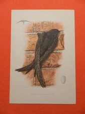 Mauersegler (Apus apus)