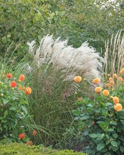 1 x Miscanthus sinensis