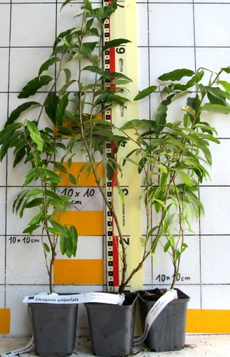 Eleagnus umbellata korallen - umbellata,