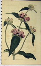 Original alter antiker Druck