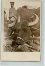 39740504 - Ochsen mit abgelegtem Geschirr futtern Heu Kuh