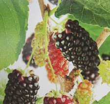 Morus nero - schwarzer Maulbeerbaum - Winterhart 140-170cm Maulbeere