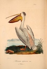 Pink Backed 1826 PELICAN