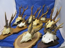 Konvolut alter Reh Geweihe ~