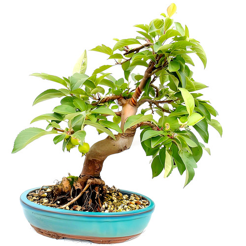 45x bonsai zierfrüchte - zierfrüchte,