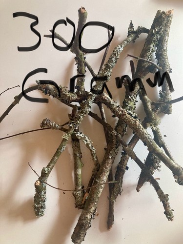 Flechten lichen äste - flechten,