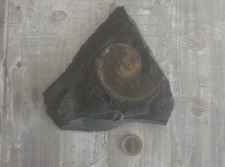 Schieferplatte mit Fossil - Hildoceras - Amonit