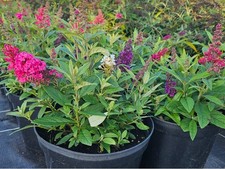 Zwerg Sommerflieder "Butterfly