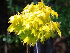 Kugel-Ahorn / Kugelbaum GLOBOSUM GOLD auf Stamm 180 cm im Container