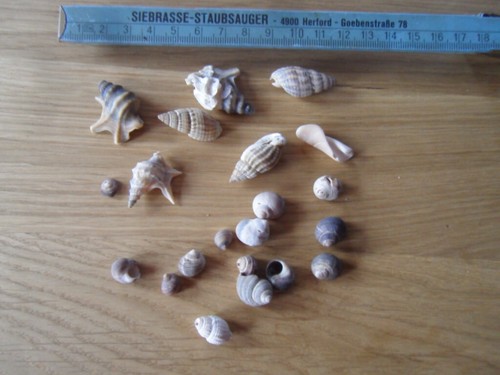 Echte mini muscheln - mini,