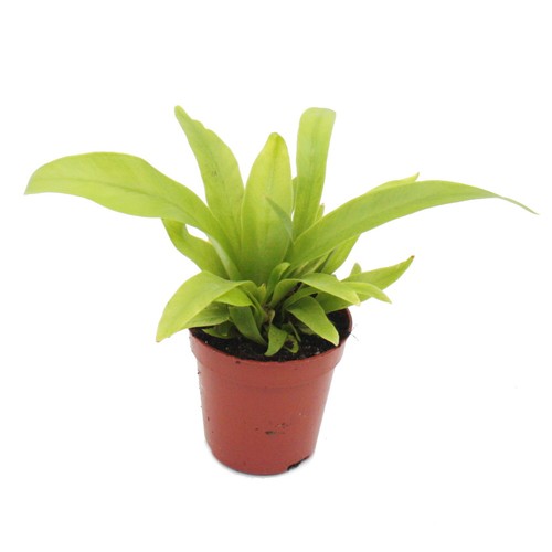 Mini pflanze asplenium - mini-pflanze,