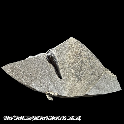 Seltene loligosepia fossil - seltene,