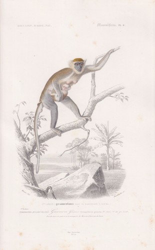 Meerkatze cercopithecus affen - meerkatze,