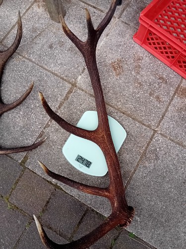 Abwurfstange rothirsch natur - abwurfstange,