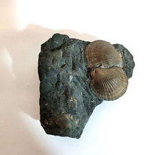 2 versteinerte Muscheln auf Stein Fossilien