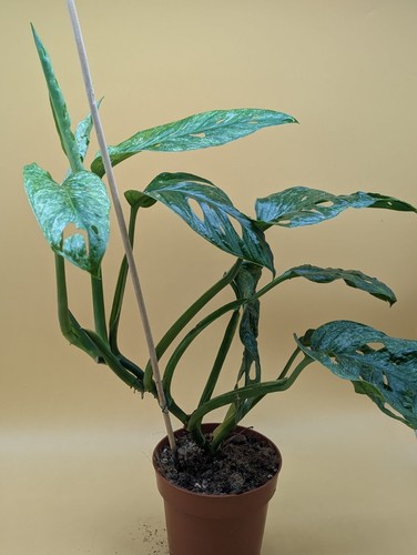 Monstera adansonii mint - monstera,
