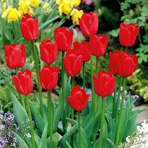 Tulpen blumenzwiebeln zwiebeln - blumenzwiebeln,