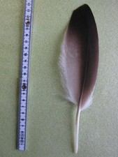 Adlerfeder   Seeadlerfeder