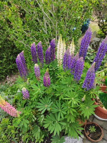 Blumensamen lupinien - blumensamen,