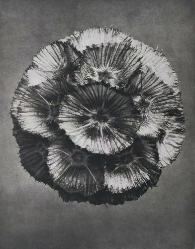 1942 original photogravüre - 1942,