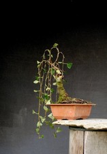 Bonsai outdoor winterhart