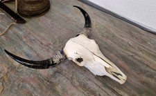 Wunderschöner Büffelschädel