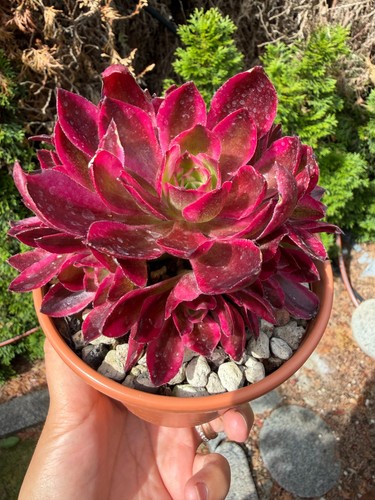 Aeonium cherry - aeonium,