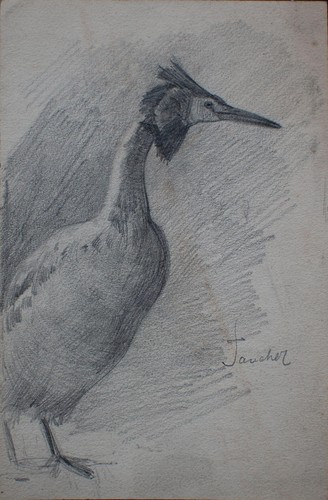 Albert leusch taucher vogel - leusch,
