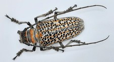Cerambycidae, Rosenbergia