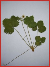 Herbarium 1 Pflanze aus über