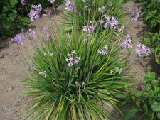 Zimmerknoblauch Kap-Knoblauch