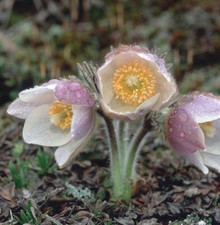 Küchenschelle Perlen Glocke - Pulsatilla vulgaris