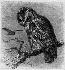 WALDKAUZ  Strix aluco KAUZ EULE EULEN OWL Holzstich 1891 Vogel Raubvogel