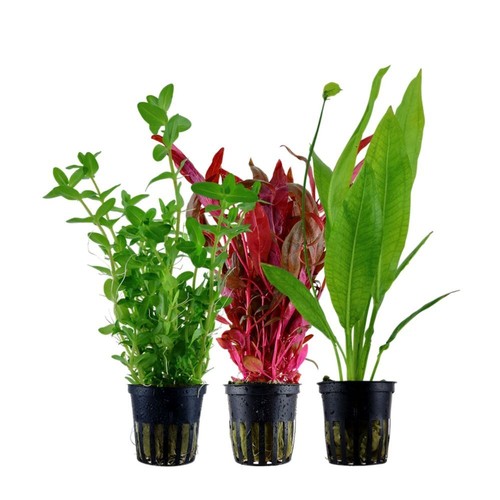 Pflanzen set mit hintergrund - mit,