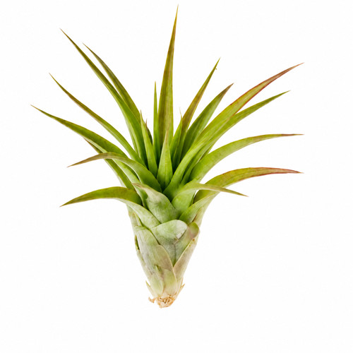 Tillandsia brachycaulos abdita