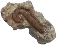 Ordovizium  Lituites lituus