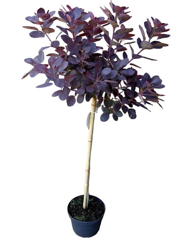 Cotinus royal purple - cotinus,
