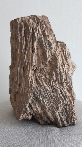 Fossil holz versteinertes - fossil, holz.versteinertes