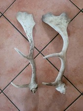 ABWURFSTANGEN Damhirsch Hundesnck Deko Hundefutter